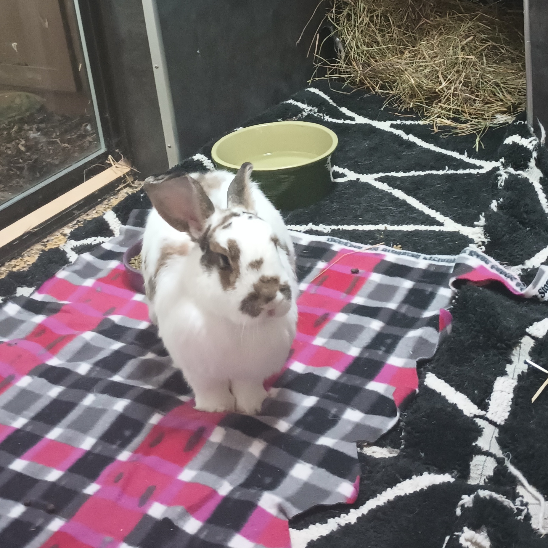 Enlarge Ginger & Hi-Ho, a Adoptable American in Gig Harbor, WA image 3/3