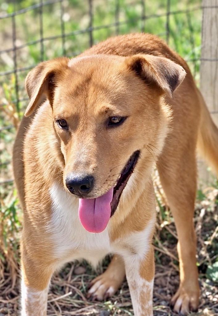 Enlarge Cinder, a Adoptable mixed breed in Princeton, MA image 1/3