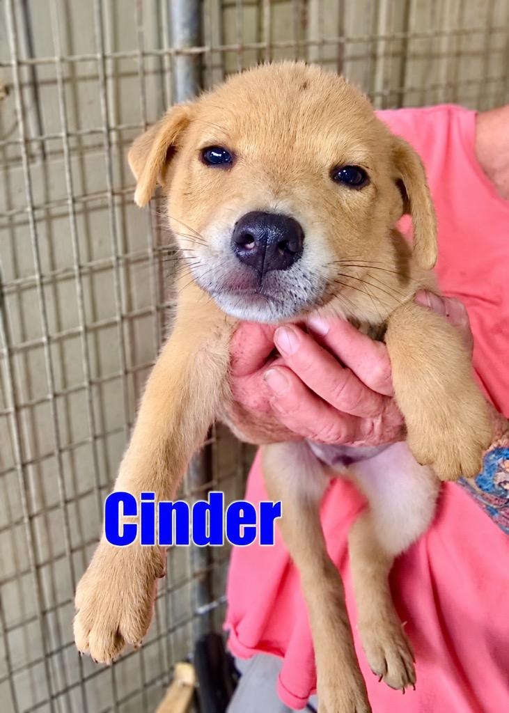 Enlarge Cinder, a Adoptable mixed breed in Princeton, MA image 2/3
