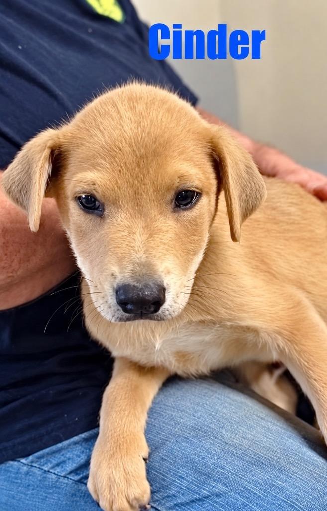 Enlarge Cinder, a Adoptable mixed breed in Princeton, MA image 3/3