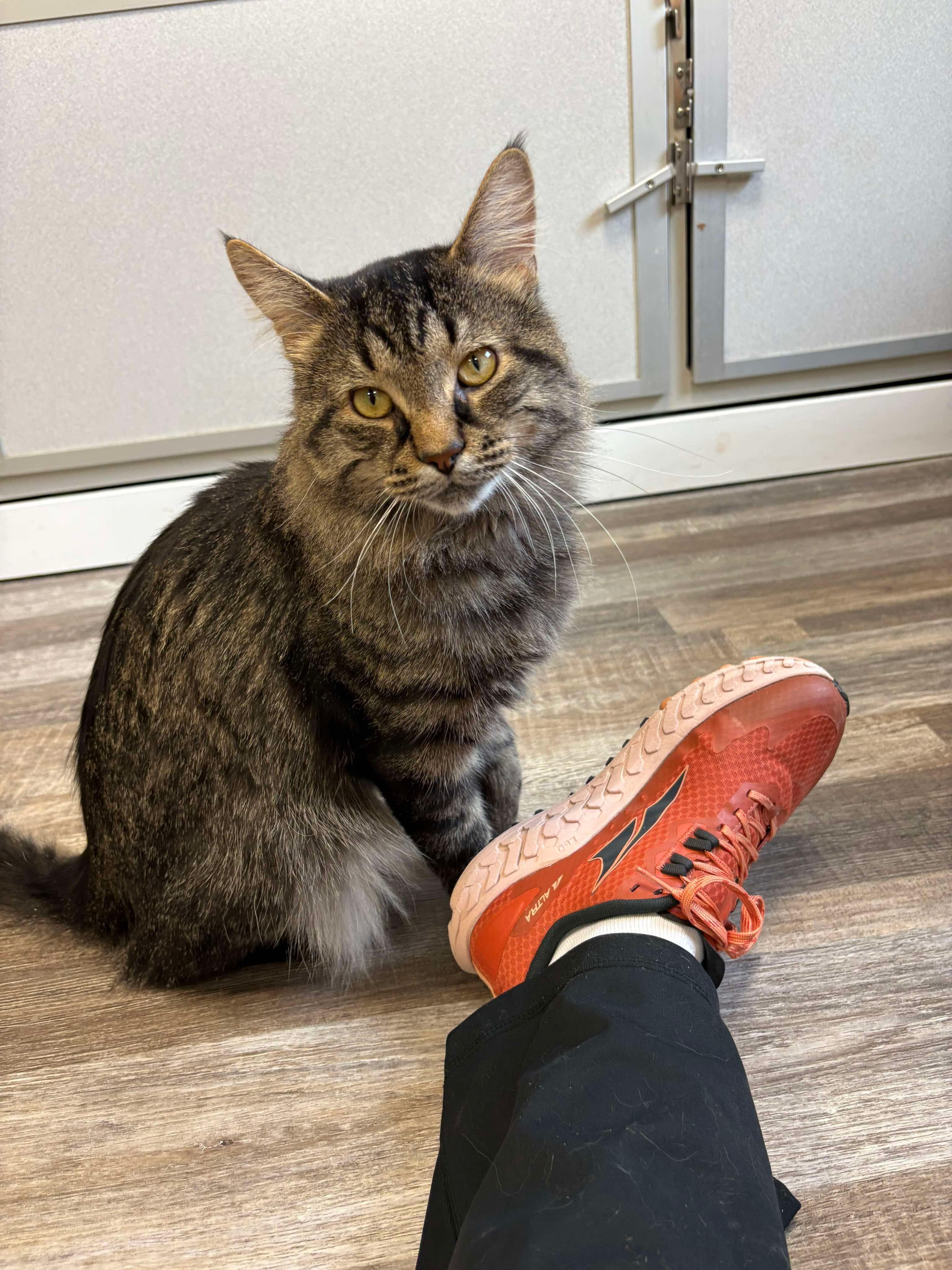 Barnie, Adopted, Adult Male Domestic Medium Hair.