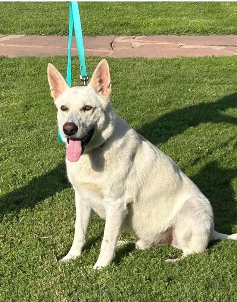 Enlarge Sammy (courtesy post), a Adoptable German Shepherd Dog in Suamico, WI image 1/1