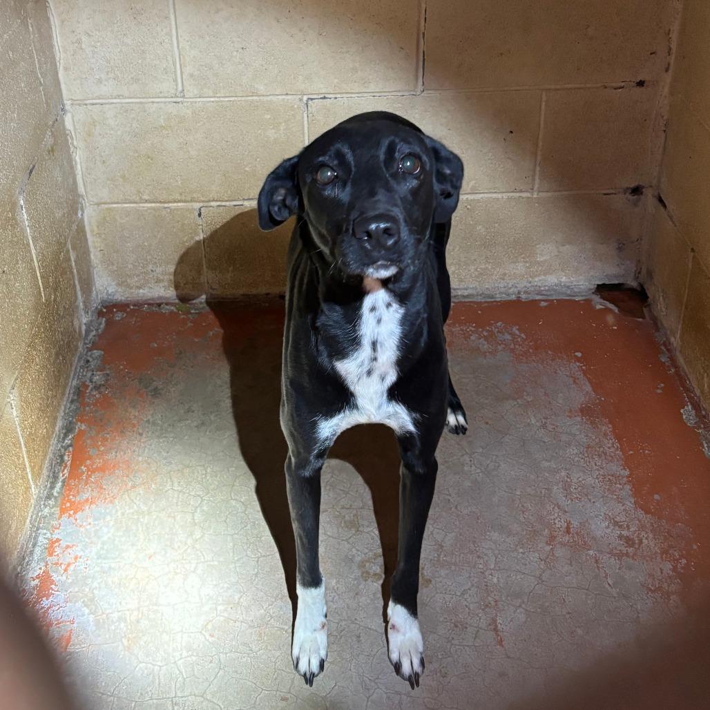Enlarge (CCSO) Blue, a Adoptable Terrier in Douglas, AZ image 1/1