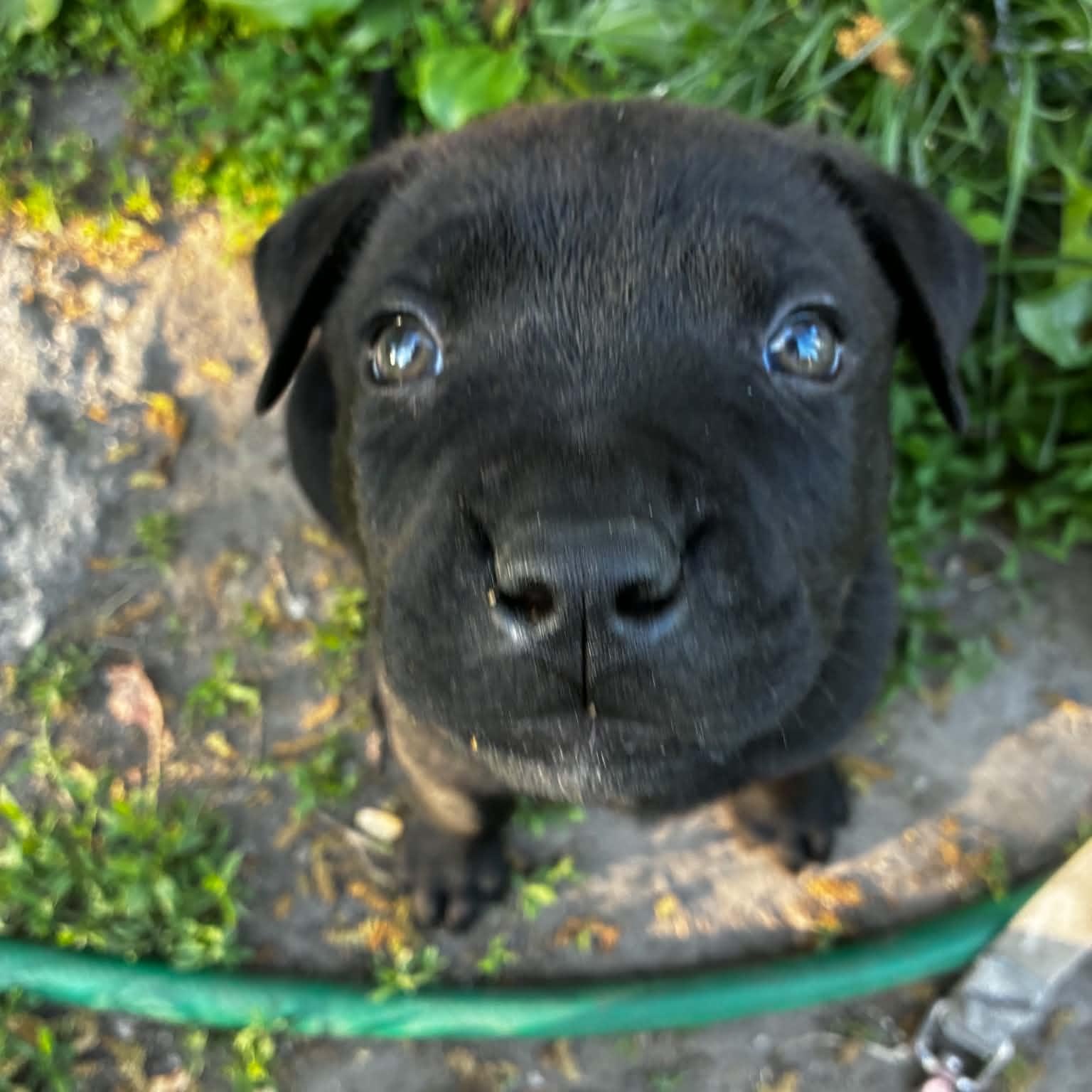 Barnaby, a Adoptable mixed breed in Midland, MI image 1/4