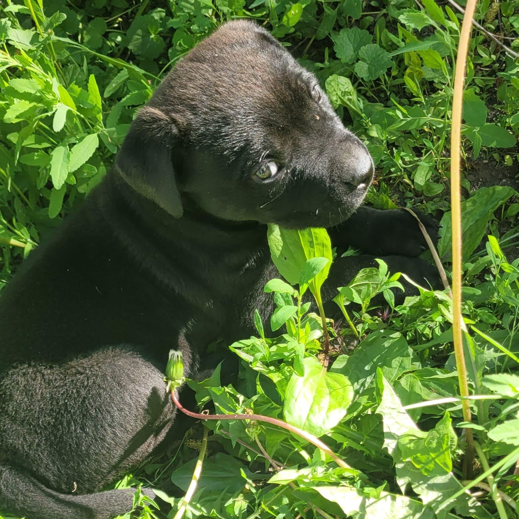 Barnaby, a Adoptable mixed breed in Midland, MI image 4/4