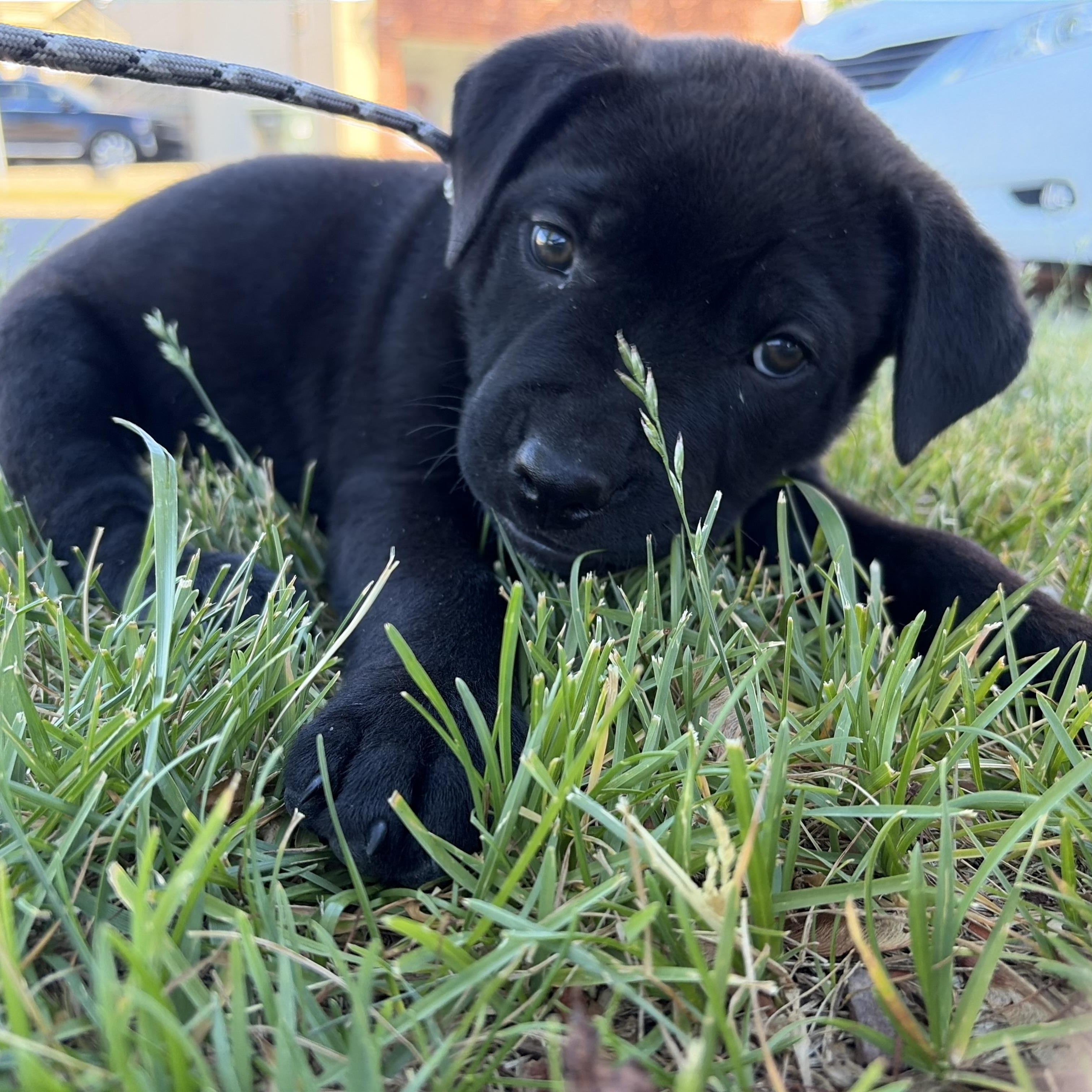 Barnaby, a Adoptable mixed breed in Midland, MI image 2/4