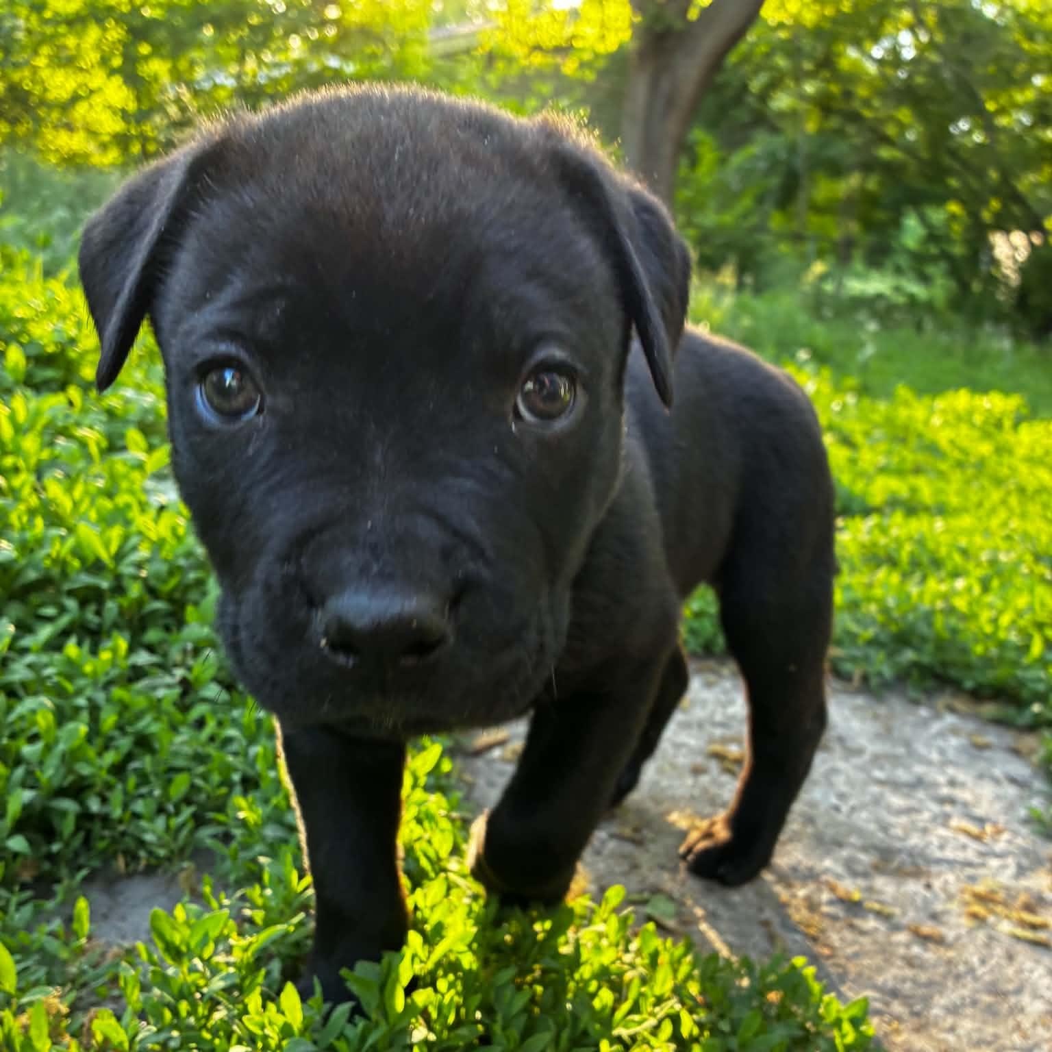 Barnaby, a Adoptable mixed breed in Midland, MI image 3/4