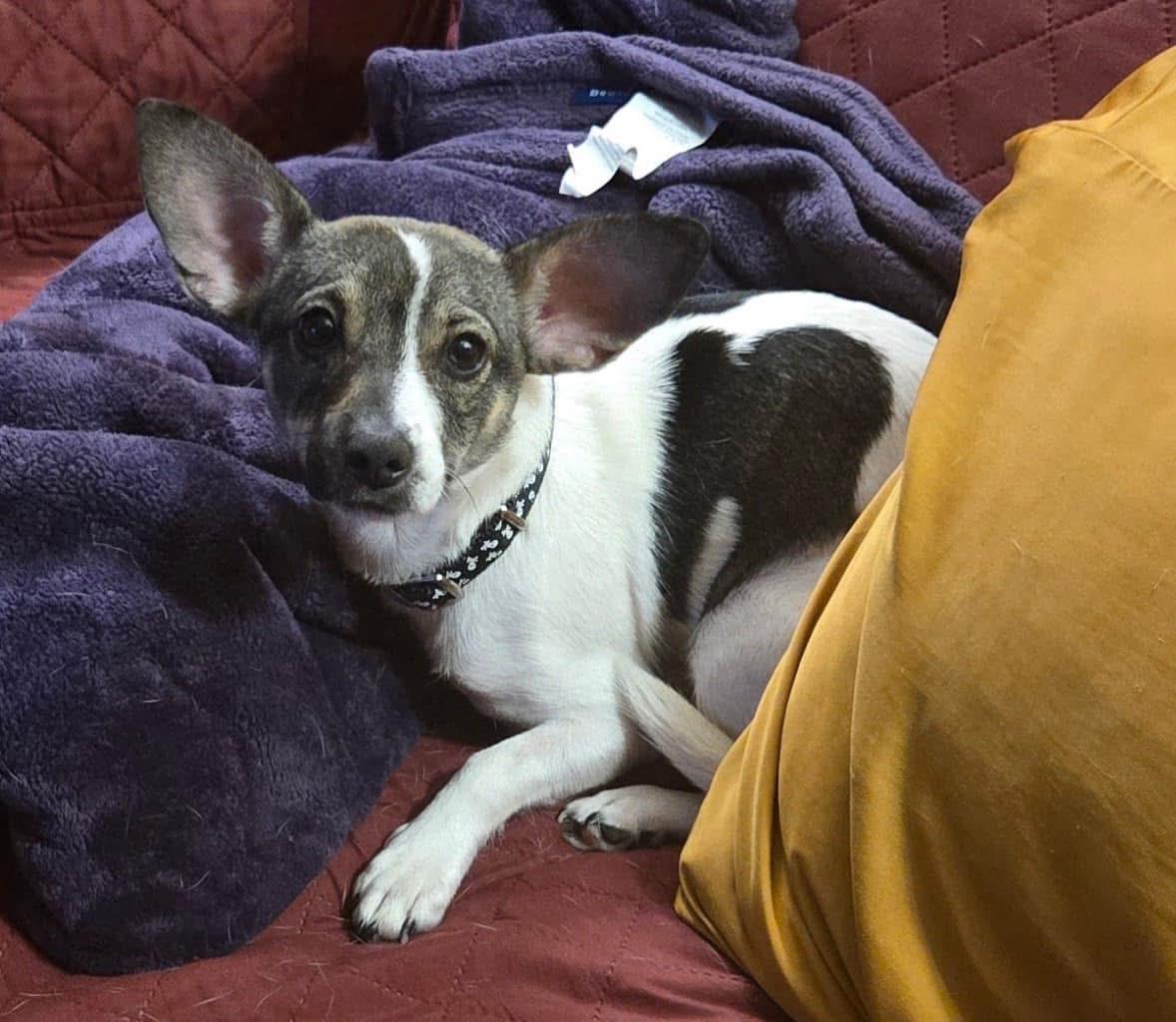 Miss Bee, a Adopted mixed breed in Naperville, IL image 1/4