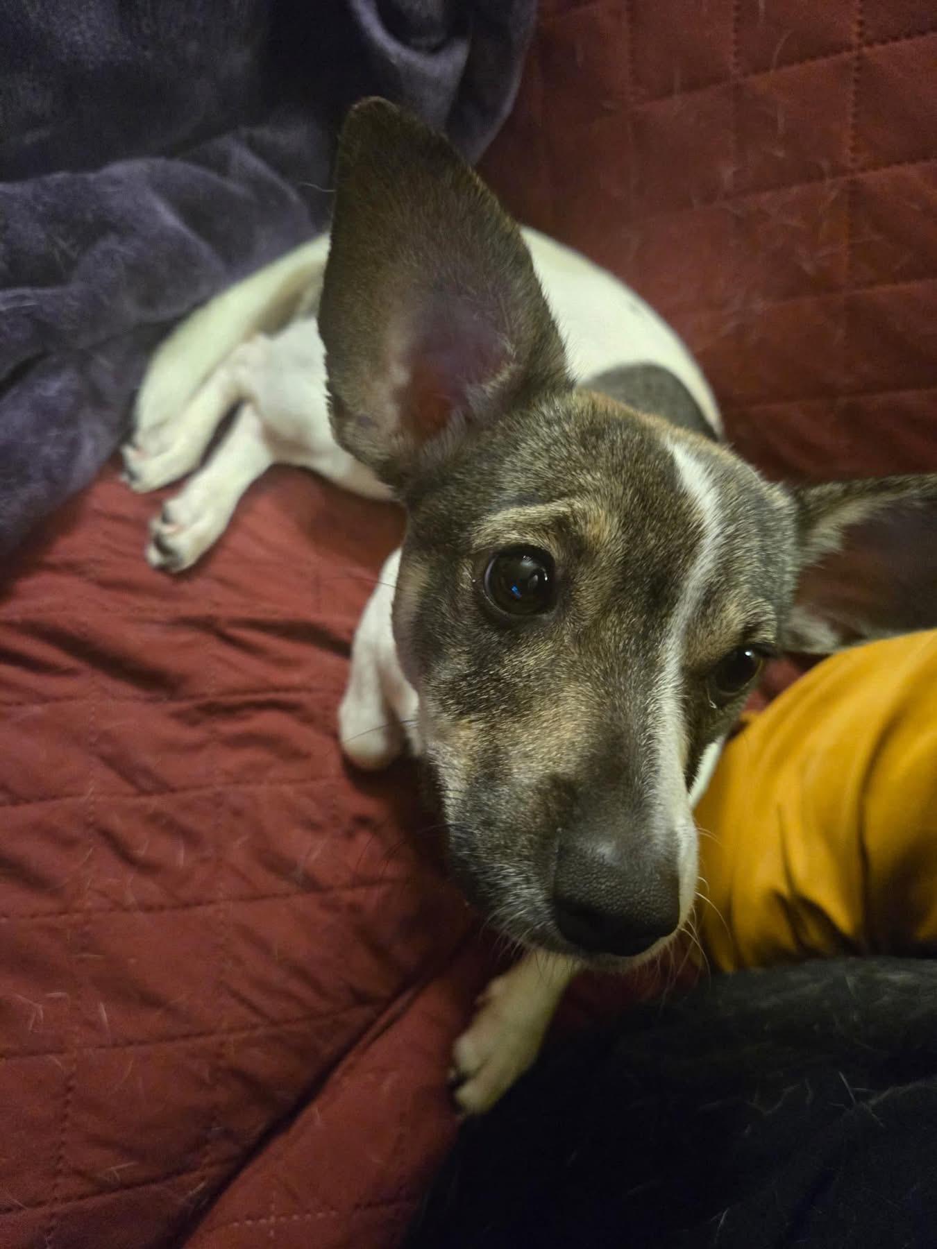 Miss Bee, a Adopted mixed breed in Naperville, IL image 2/4