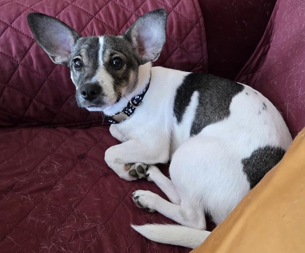 Miss Bee, a Adopted mixed breed in Naperville, IL image 3/4