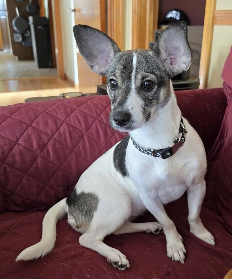 Miss Bee, a Adopted mixed breed in Naperville, IL image 4/4