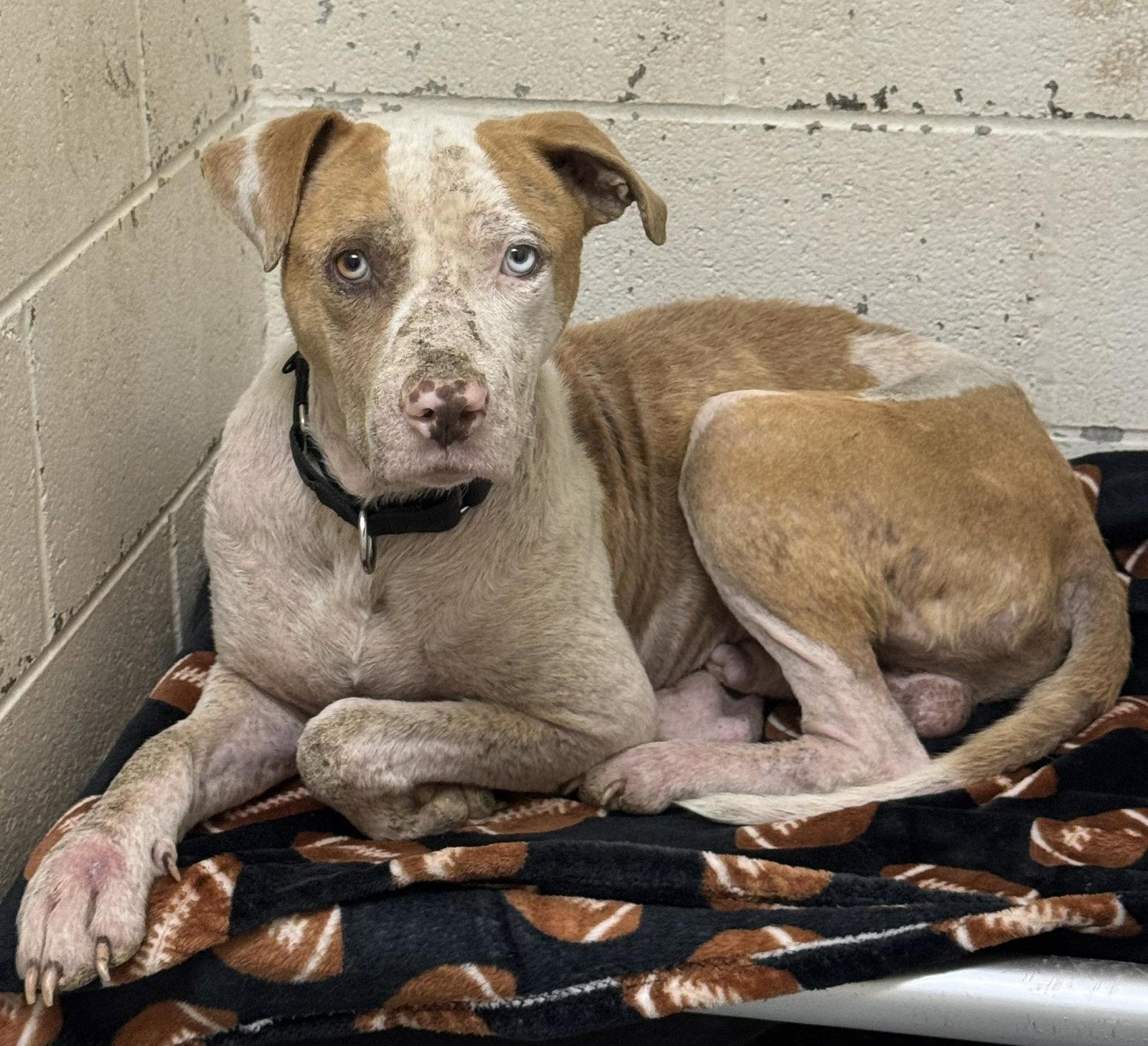 Ozark, Adoptable, Young Male Pit Bull Terrier.