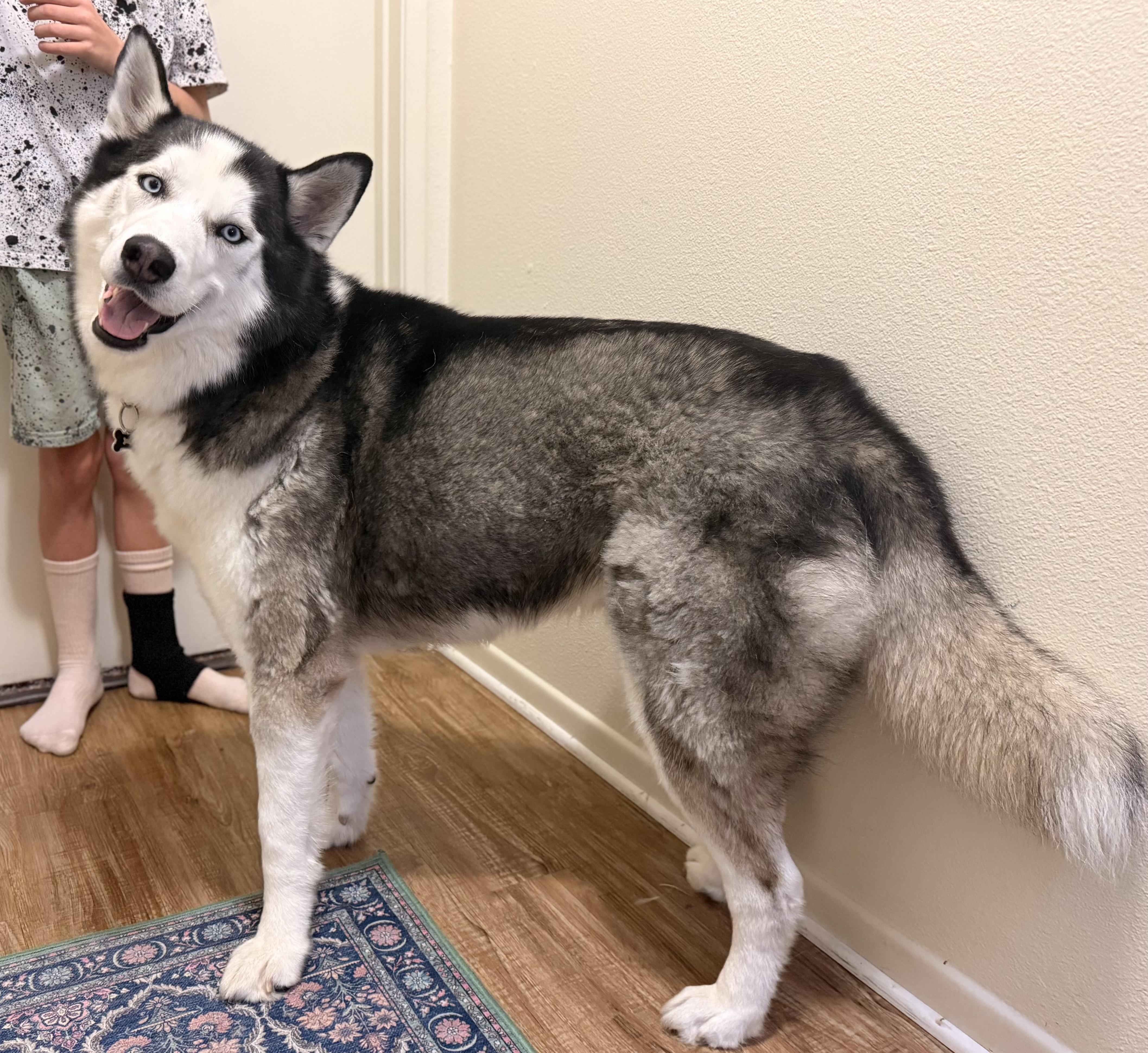 Enlarge Rocket, a ADOPTABLE Siberian Husky in Menifee, CA image 3/6