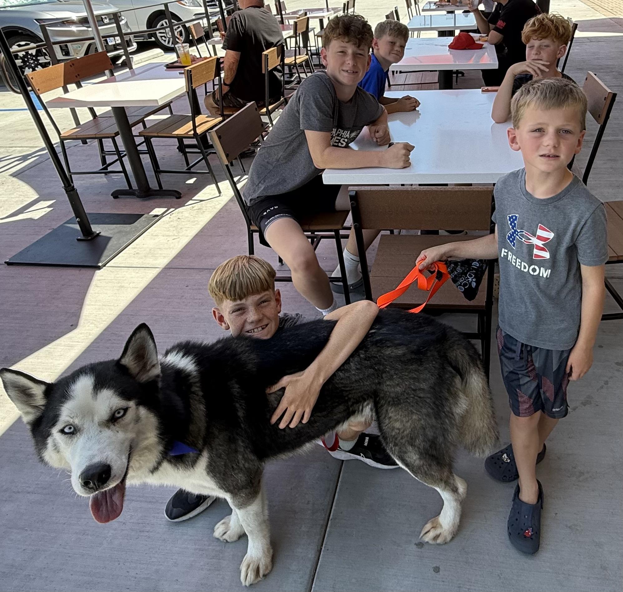 Enlarge Rocket, a ADOPTABLE Siberian Husky in Menifee, CA image 4/6