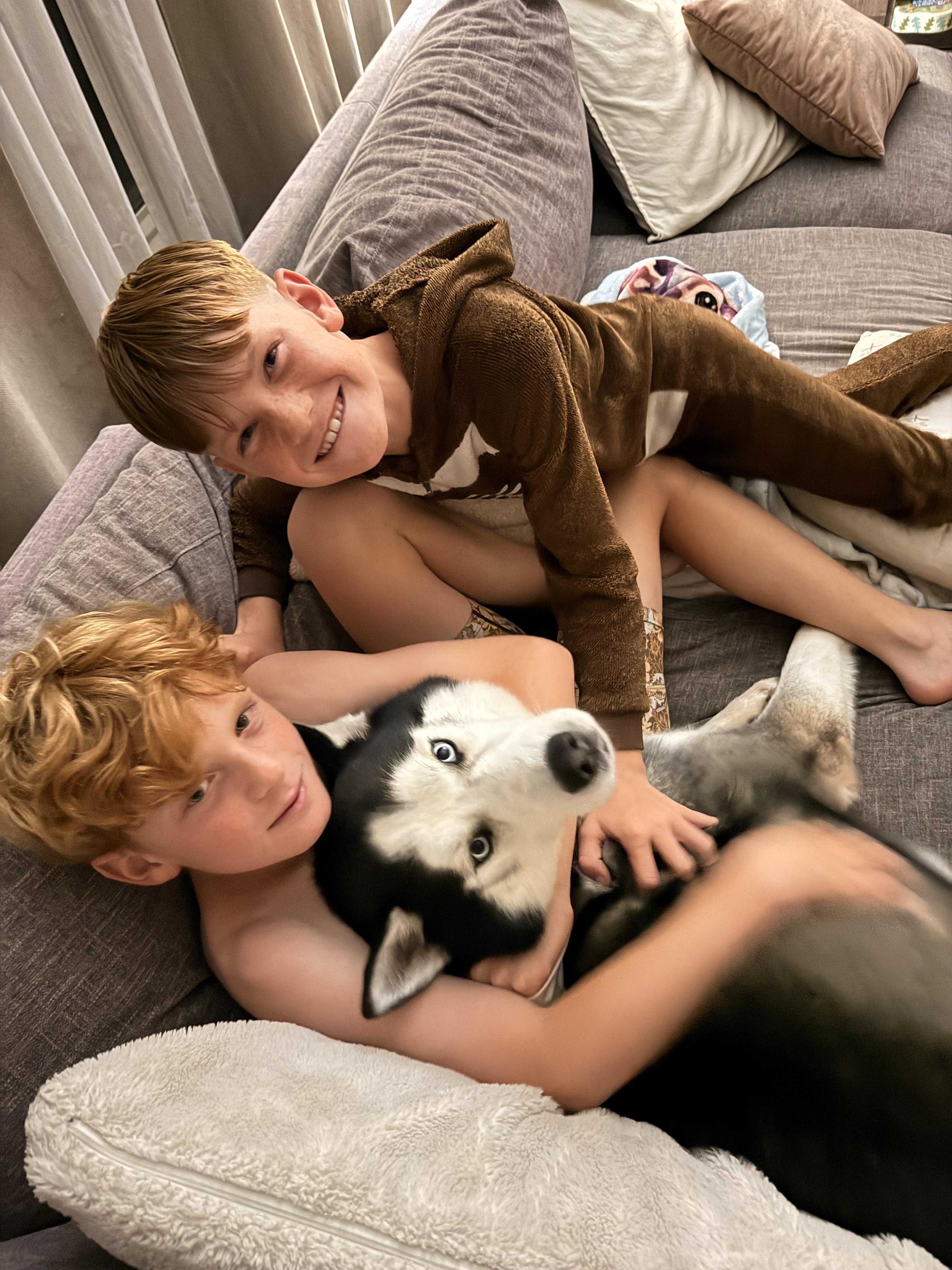 Enlarge Rocket, a ADOPTABLE Siberian Husky in Menifee, CA image 5/6