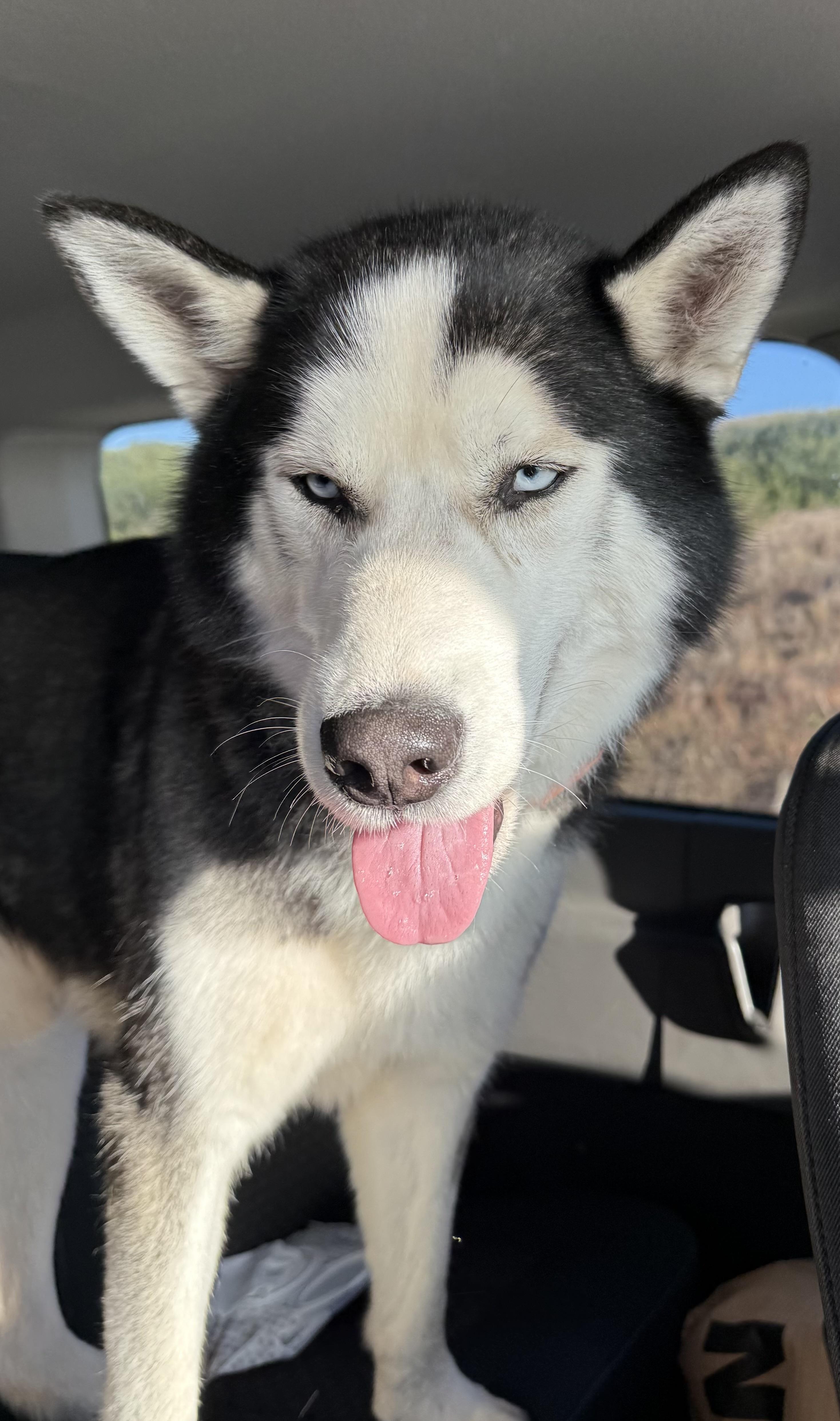 Enlarge Rocket, a ADOPTABLE Siberian Husky in Menifee, CA image 1/6