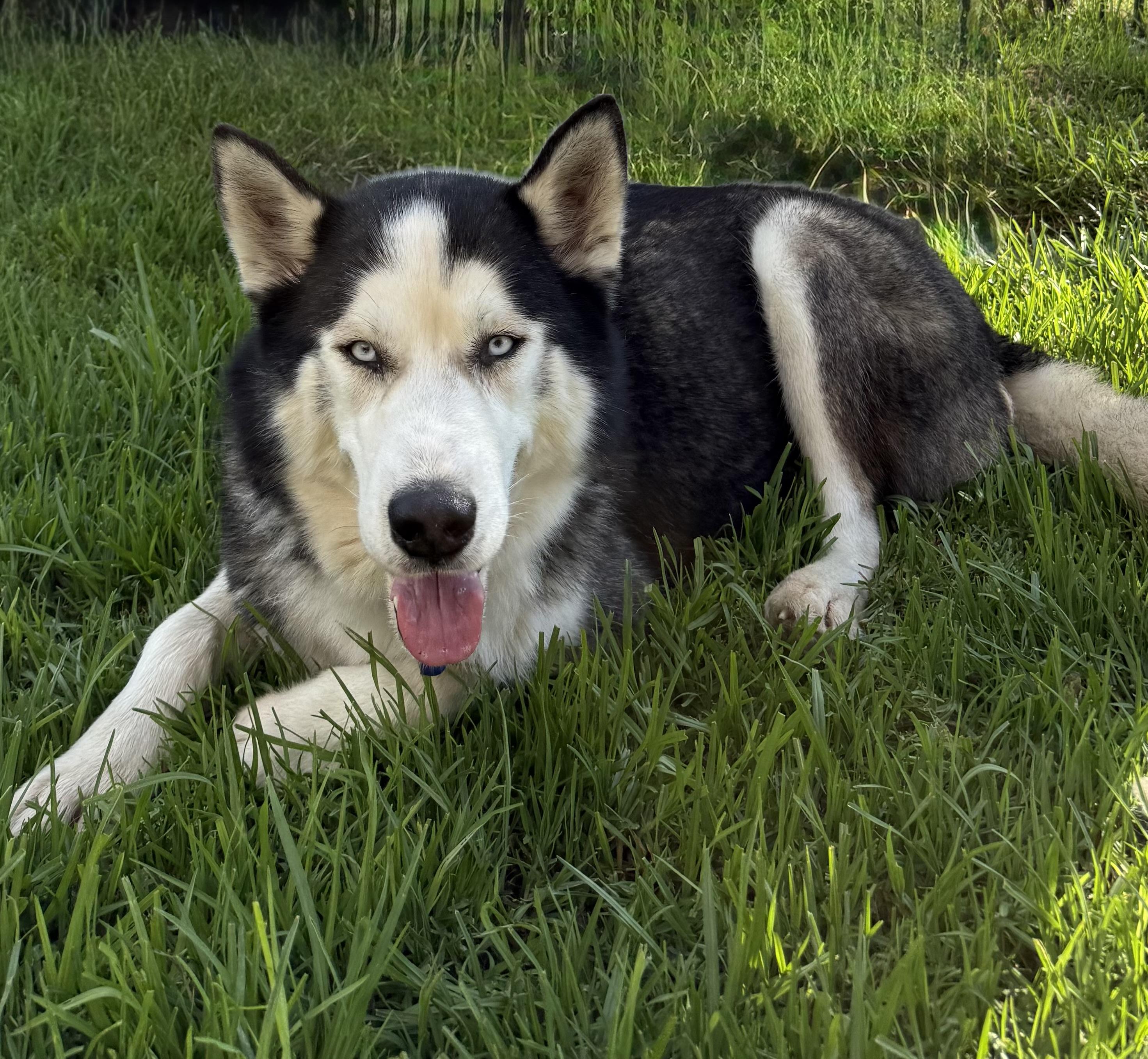 Enlarge Rocket, a ADOPTABLE Siberian Husky in Menifee, CA image 2/6