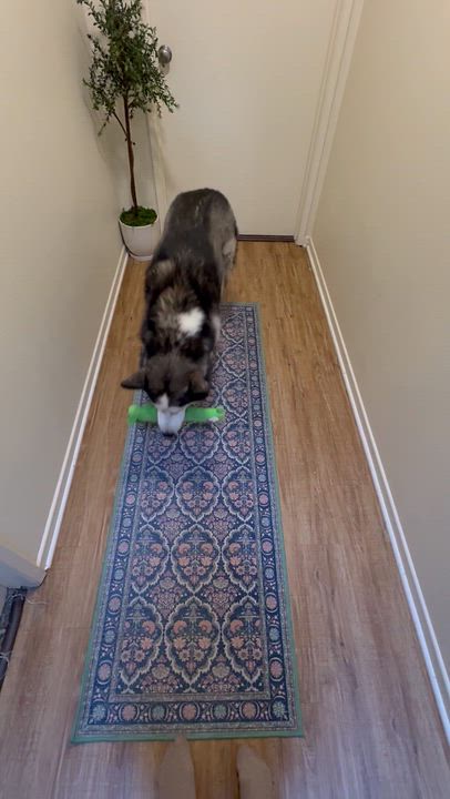 Enlarge Rocket, a ADOPTABLE Siberian Husky in Menifee, CA video 6/6