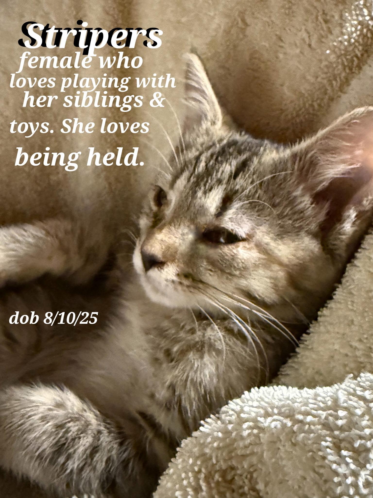 Oreo. Stripers. Stripey Smokey. Blackstar, Adoptable, Kitten Male American Shorthair.