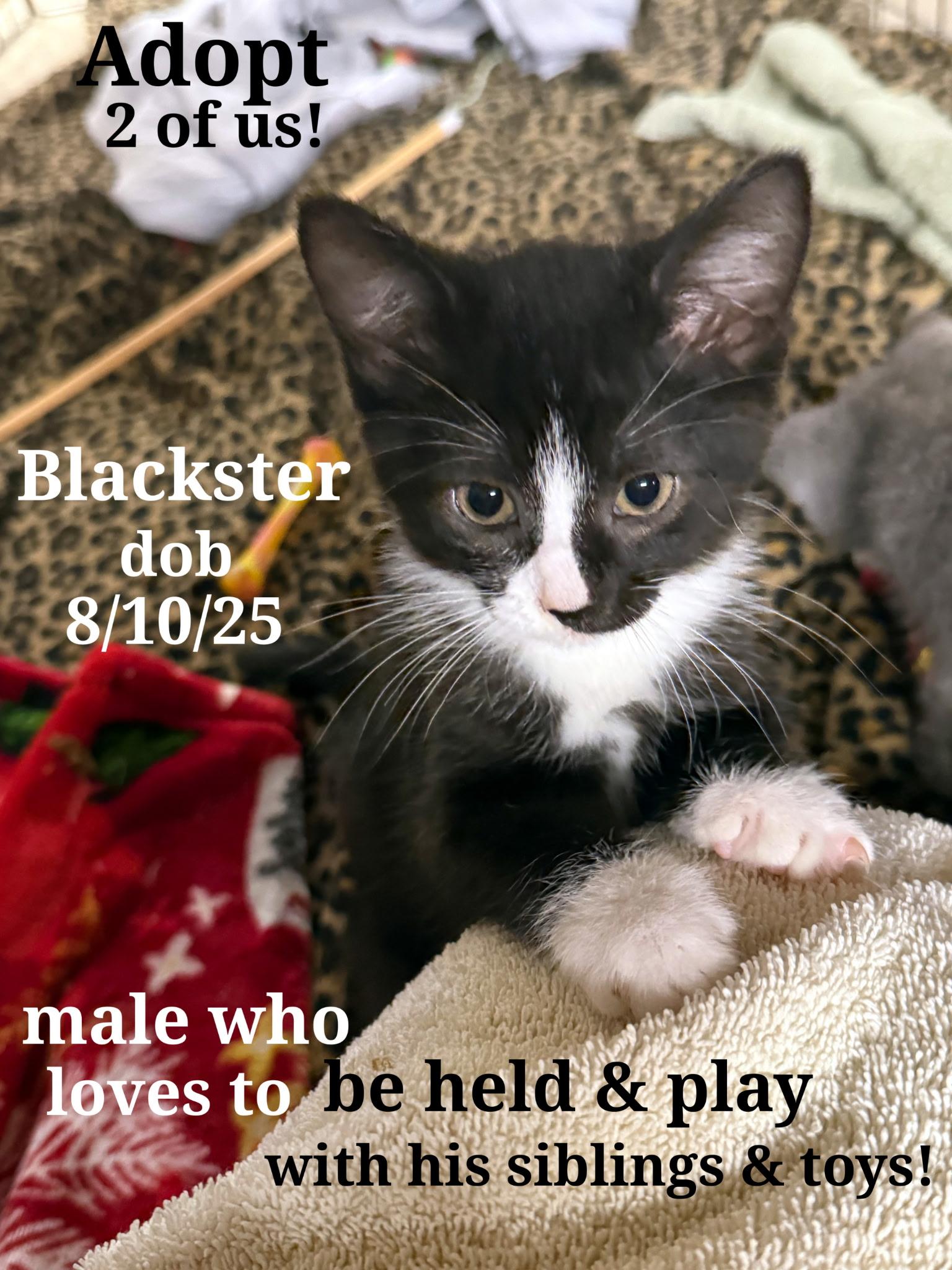 Enlarge Oreo. Stripers.  Stripey   Smokey. Blackstar, a Adoptable American Shorthair in Staunton, VA image 2/5