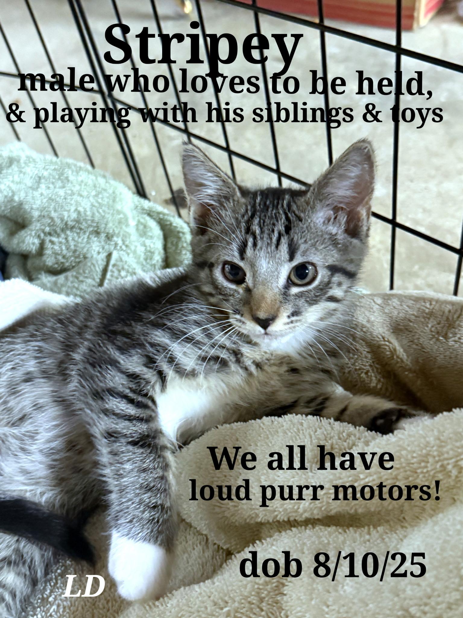 Enlarge Oreo. Stripers.  Stripey   Smokey. Blackstar, a Adoptable American Shorthair in Staunton, VA image 4/5