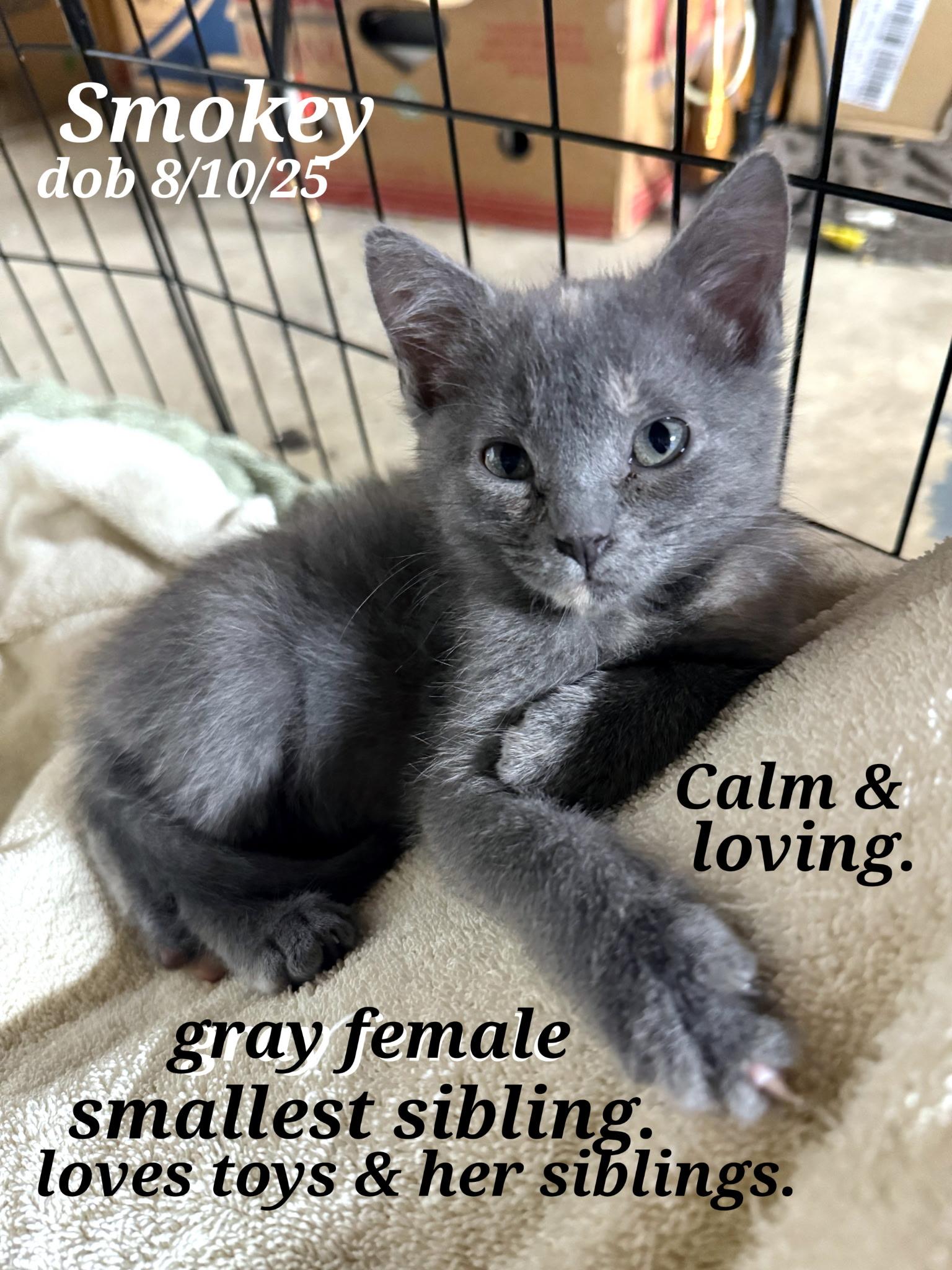 Oreo. Stripers.  Stripey   Smokey. Blackstar