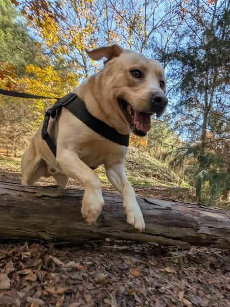 Enlarge Ruger, a Adopted Labrador Retriever in Albemarle, NC image 2/6