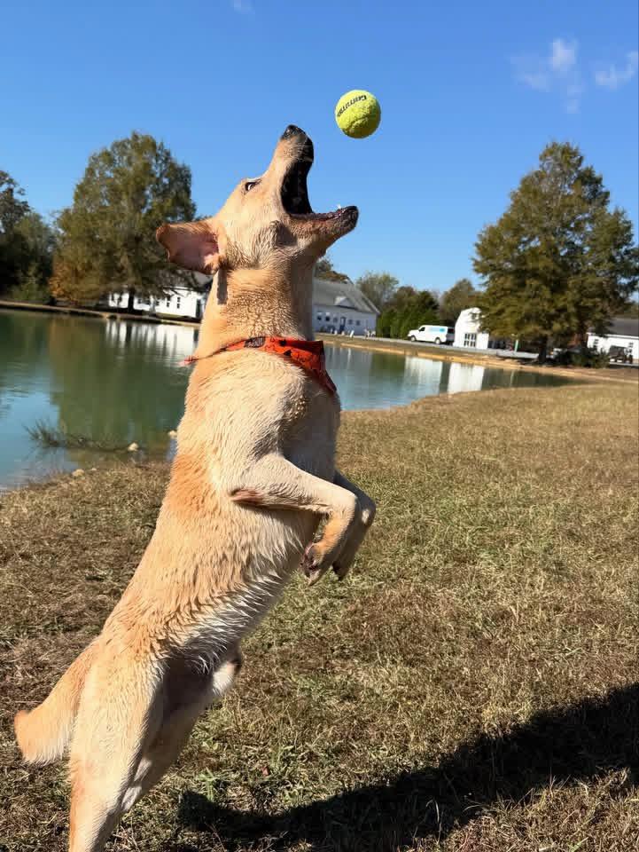 Enlarge Ruger, a Adopted Labrador Retriever in Albemarle, NC image 3/6