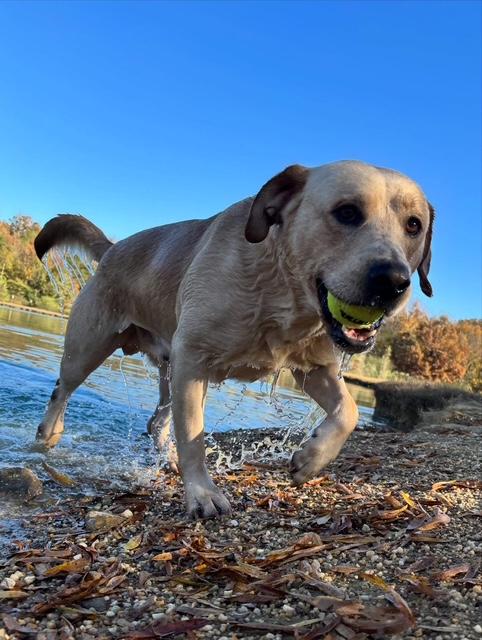 Enlarge Ruger, a Adopted Labrador Retriever in Albemarle, NC image 4/6