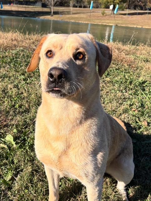 Enlarge Ruger, a Adopted Labrador Retriever in Albemarle, NC image 5/6