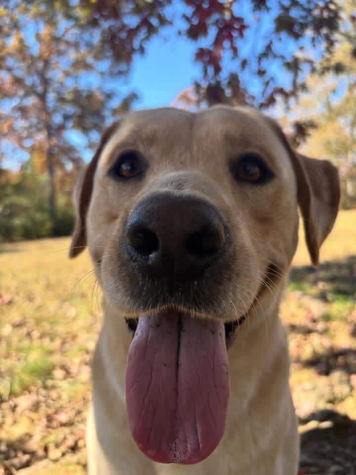 Enlarge Ruger, a Adopted Labrador Retriever in Albemarle, NC image 1/6