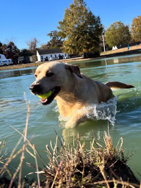 Enlarge Ruger, a Adopted Labrador Retriever in Albemarle, NC image 6/6