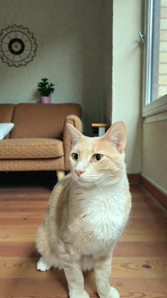 Enlarge Alvin, a Adoptable Domestic Short Hair in Wilson, NC image 3/5