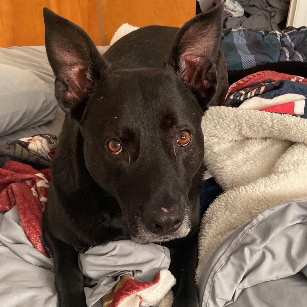 Enlarge Zeus, a Adoptable mixed breed in Murray, UT image 1/4