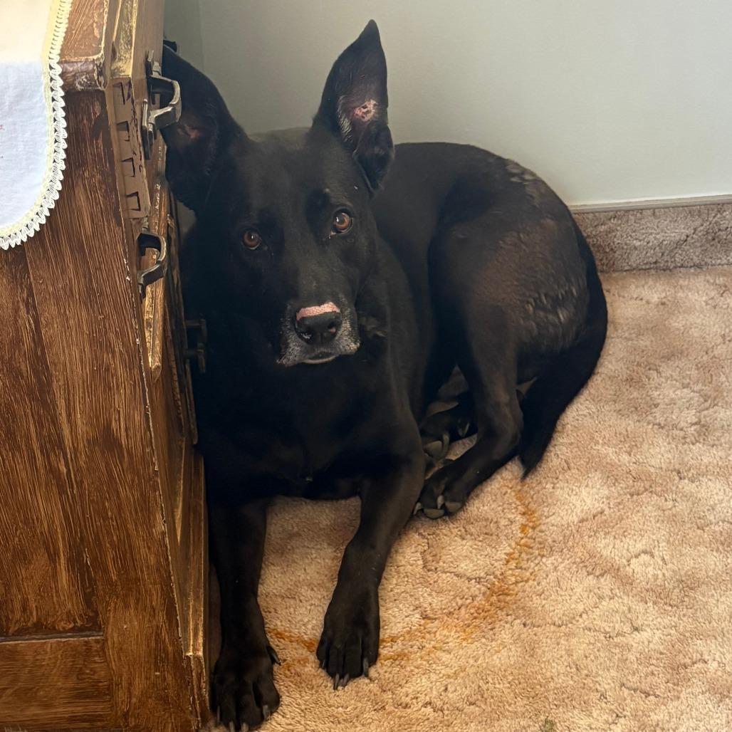 Enlarge Zeus, a Adoptable mixed breed in Murray, UT image 2/4