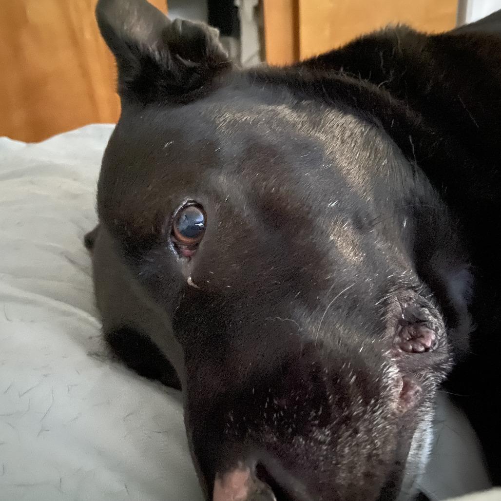 Enlarge Zeus, a Adoptable mixed breed in Murray, UT image 4/4