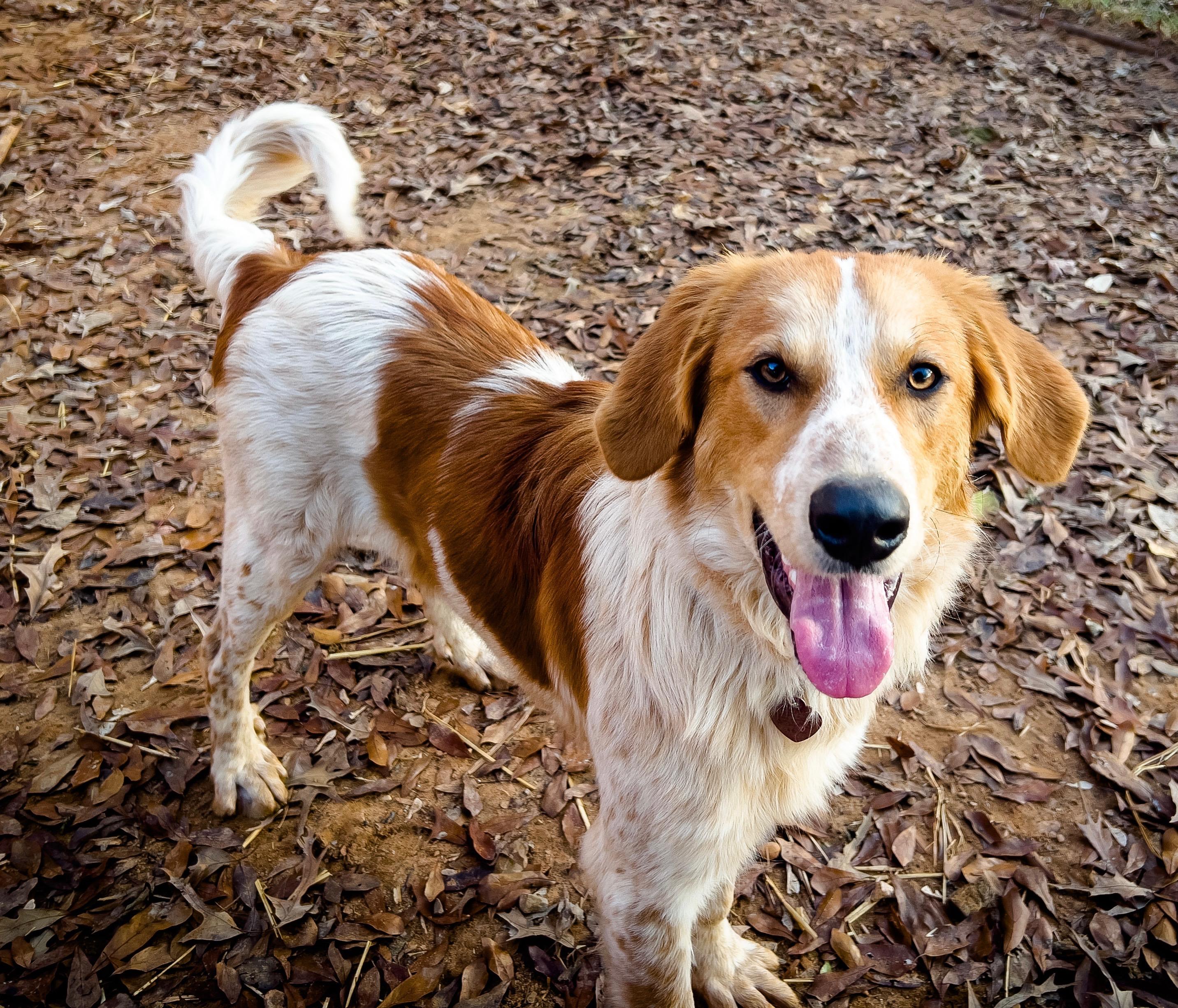 Rusty, Adoptable, Adult Male Great Pyrenees.