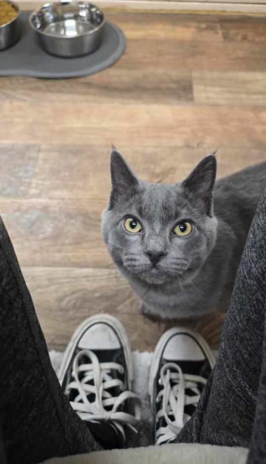 Robin, adopted, Young Male Russian Blue.