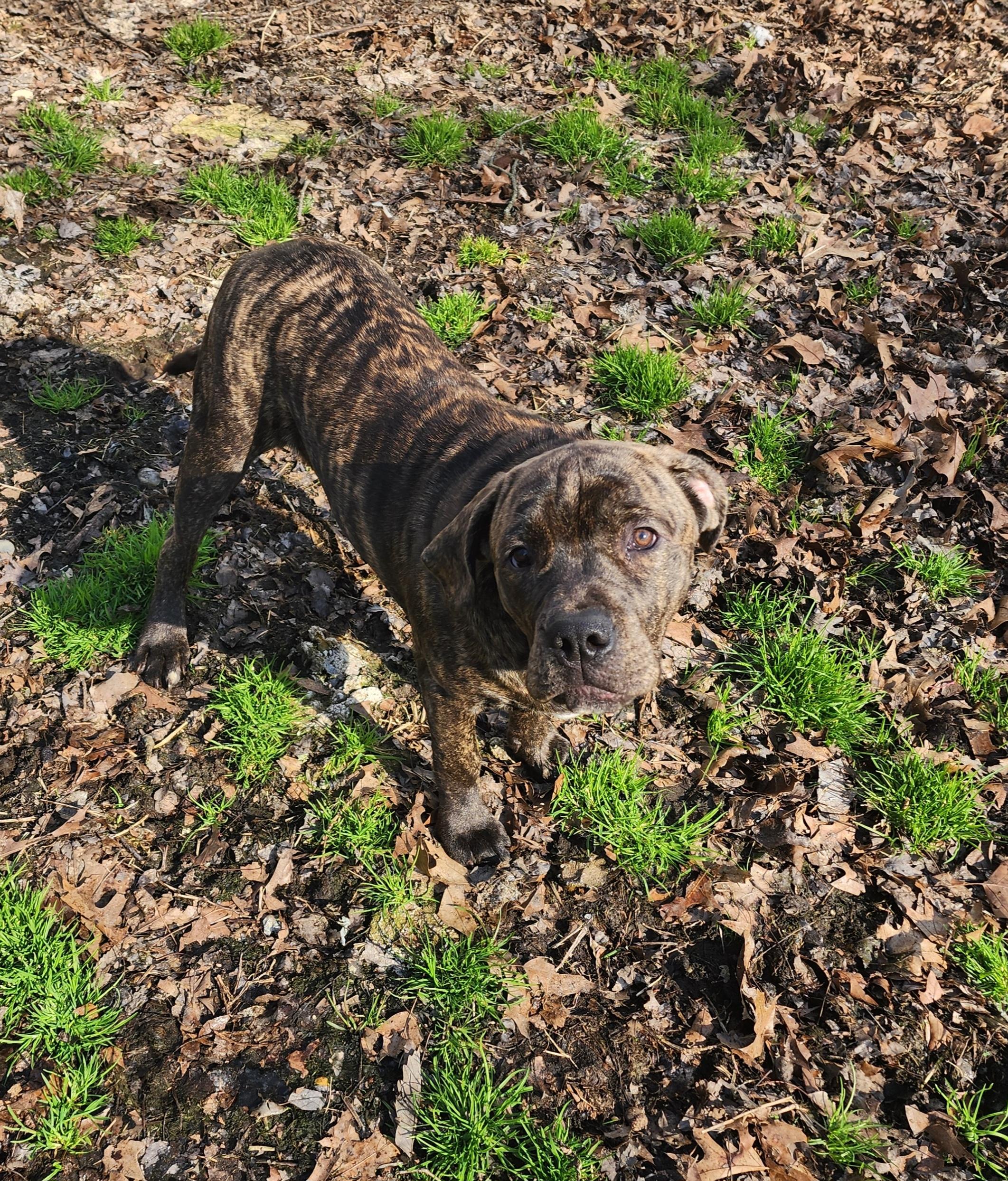 Mario, ADOPTABLE, Puppy Male Mastiff.