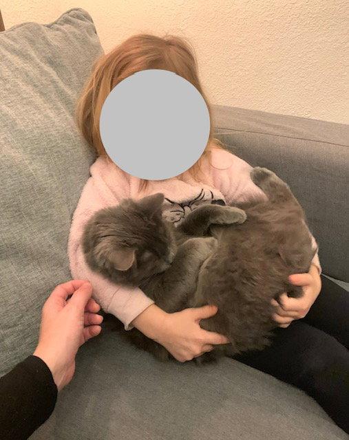 Vivo, Adopted, Adult Male Domestic Medium Hair & Russian Blue.