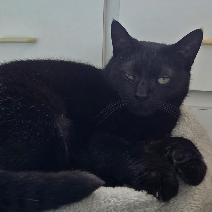 Enlarge Snookie, a ADOPTABLE Domestic Short Hair in Grosse Ile, MI image 1/1