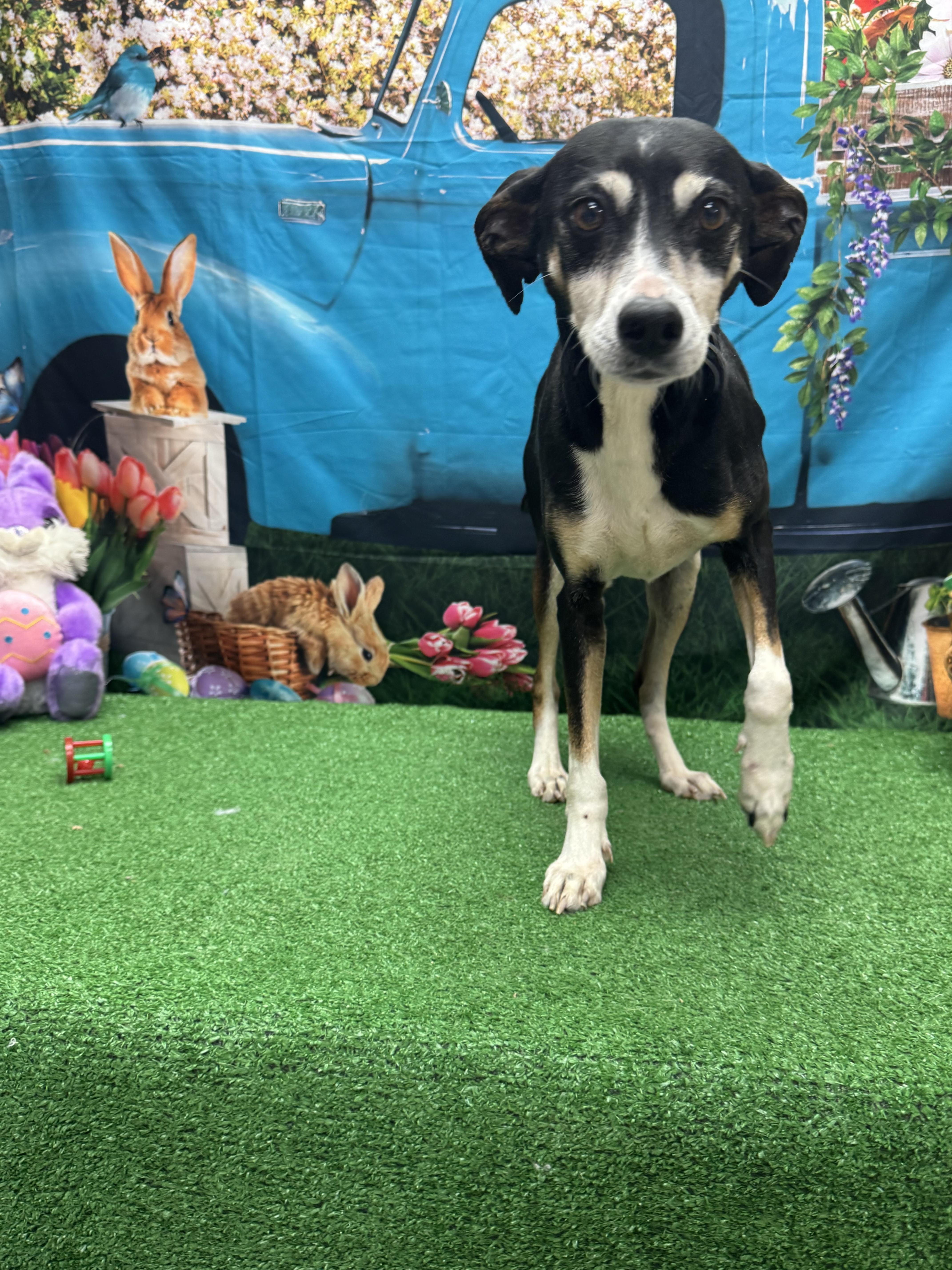 Cee, a ADOPTABLE mixed breed in Statesboro, GA image 2/2