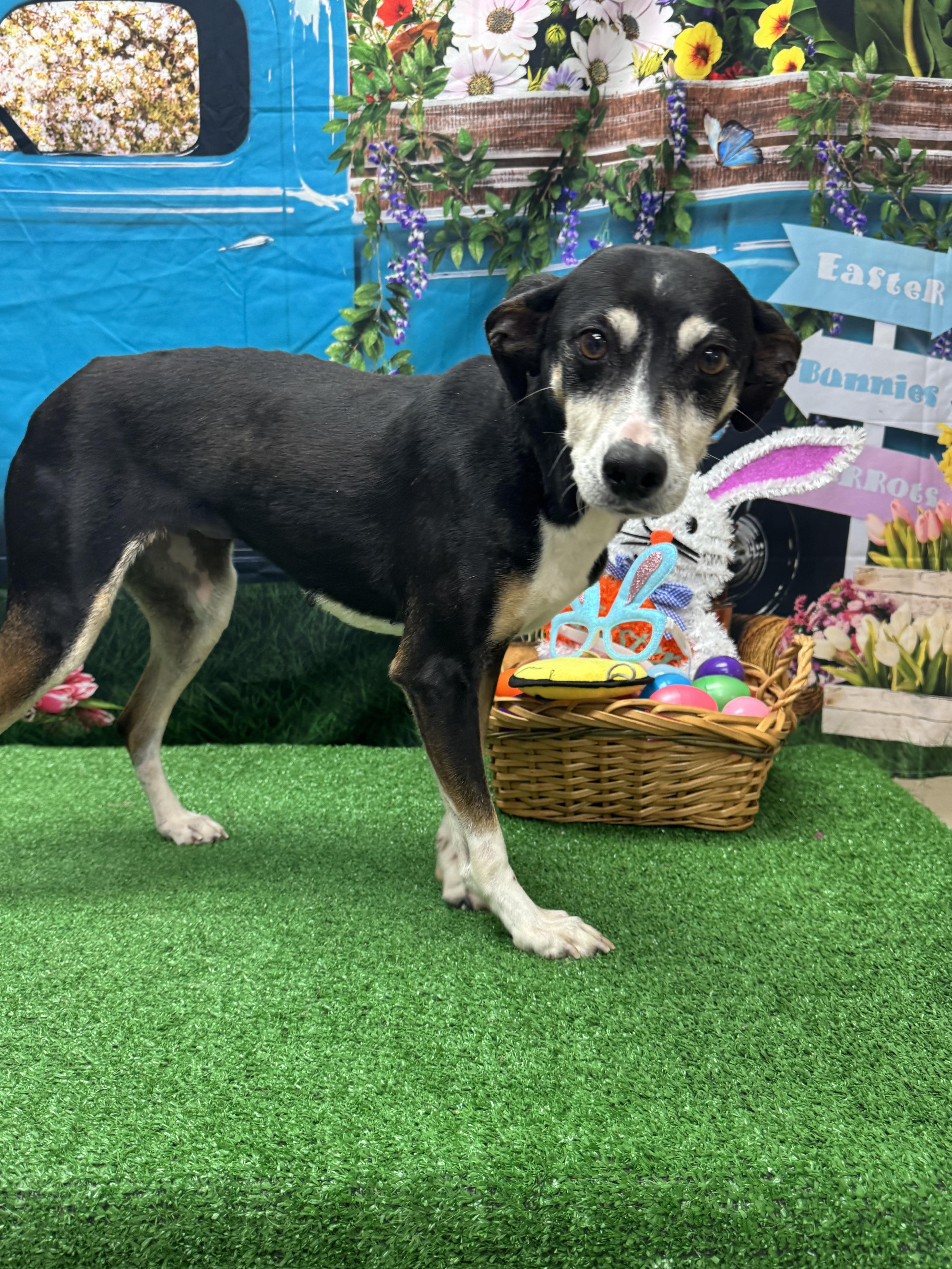Cee, ADOPTABLE, Adult Female Jack Russell Terrier & Mixed Breed.