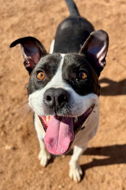 SMORE, Adoptable, Adult Male American Staffordshire Terrier.