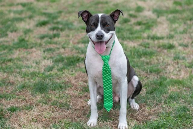 SMORE, Adoptable, Adult Male American Staffordshire Terrier.