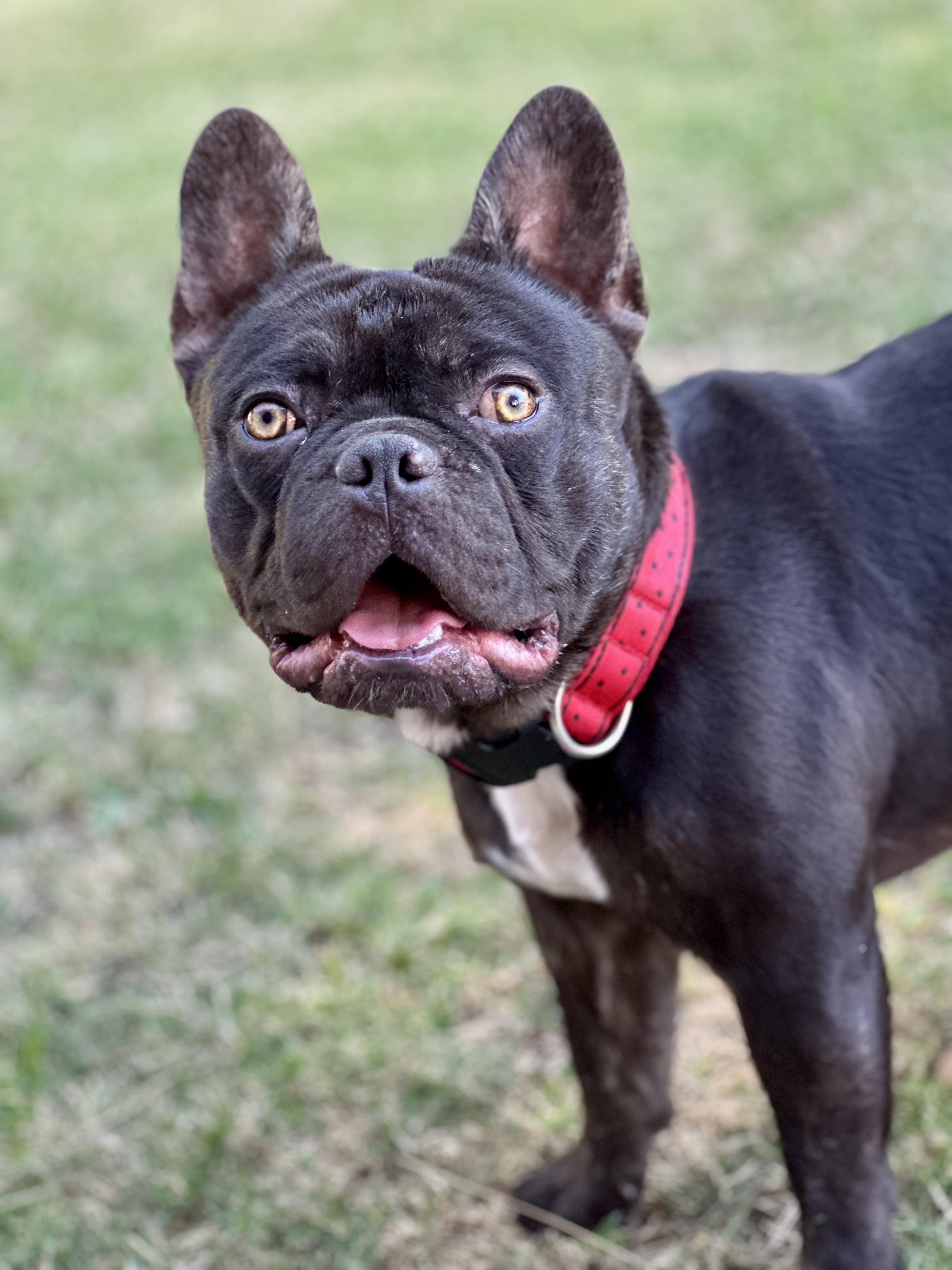 Enlarge Rolo - chocolate , a Adoptable French Bulldog in Huntington Beach, CA image 1/5