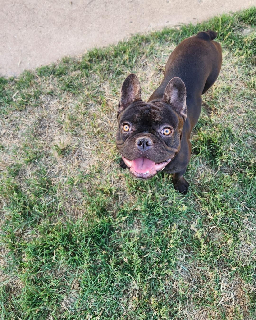 Enlarge Rolo - chocolate , a Adoptable French Bulldog in Huntington Beach, CA image 2/5