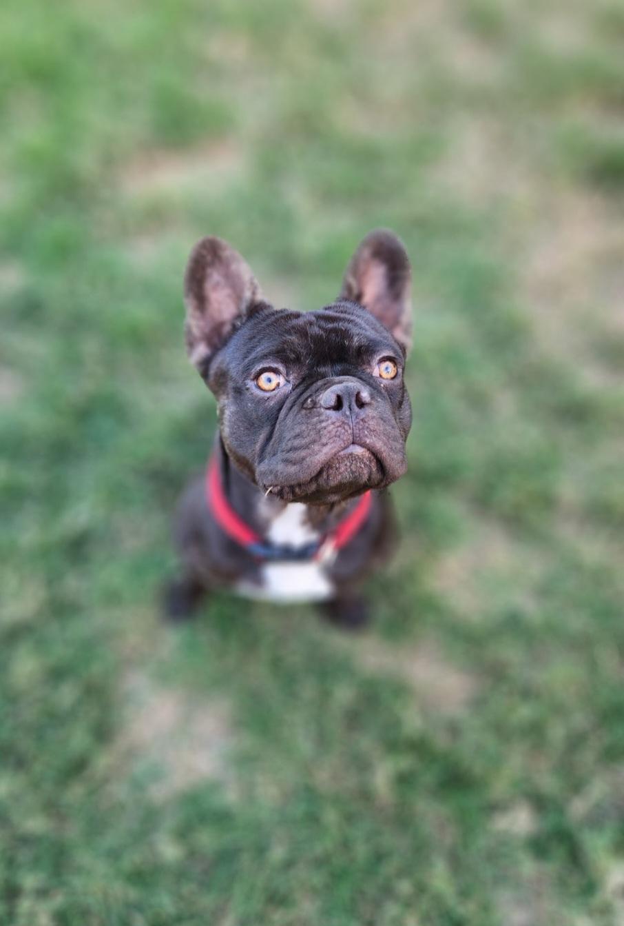 Enlarge Rolo - chocolate , a Adoptable French Bulldog in Huntington Beach, CA image 5/5