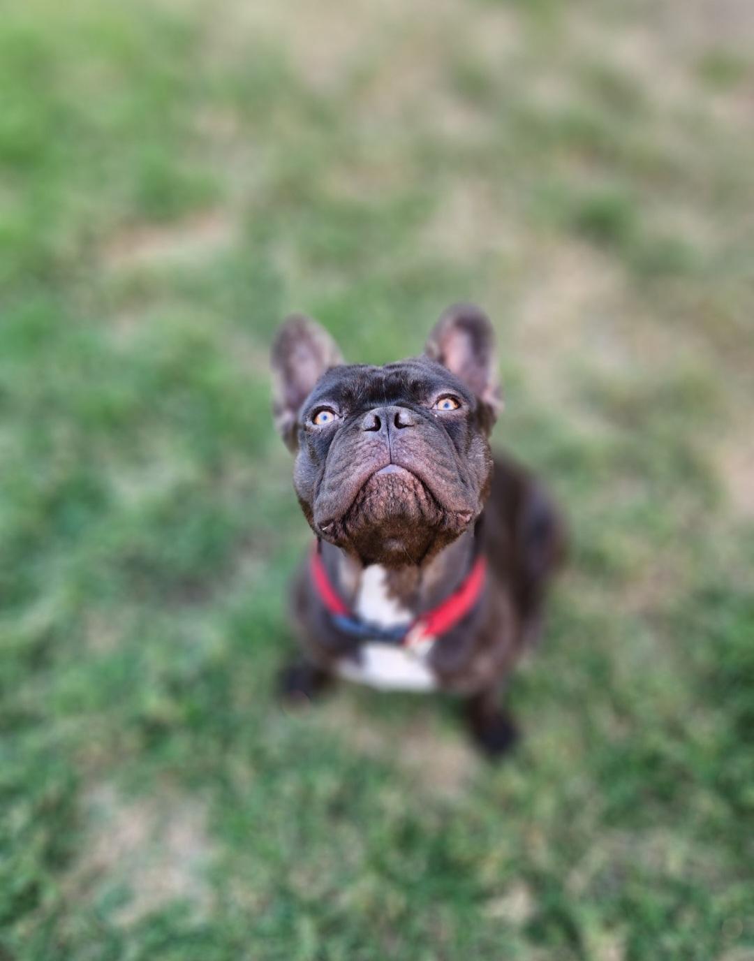 Enlarge Rolo - chocolate , a Adoptable French Bulldog in Huntington Beach, CA image 4/5