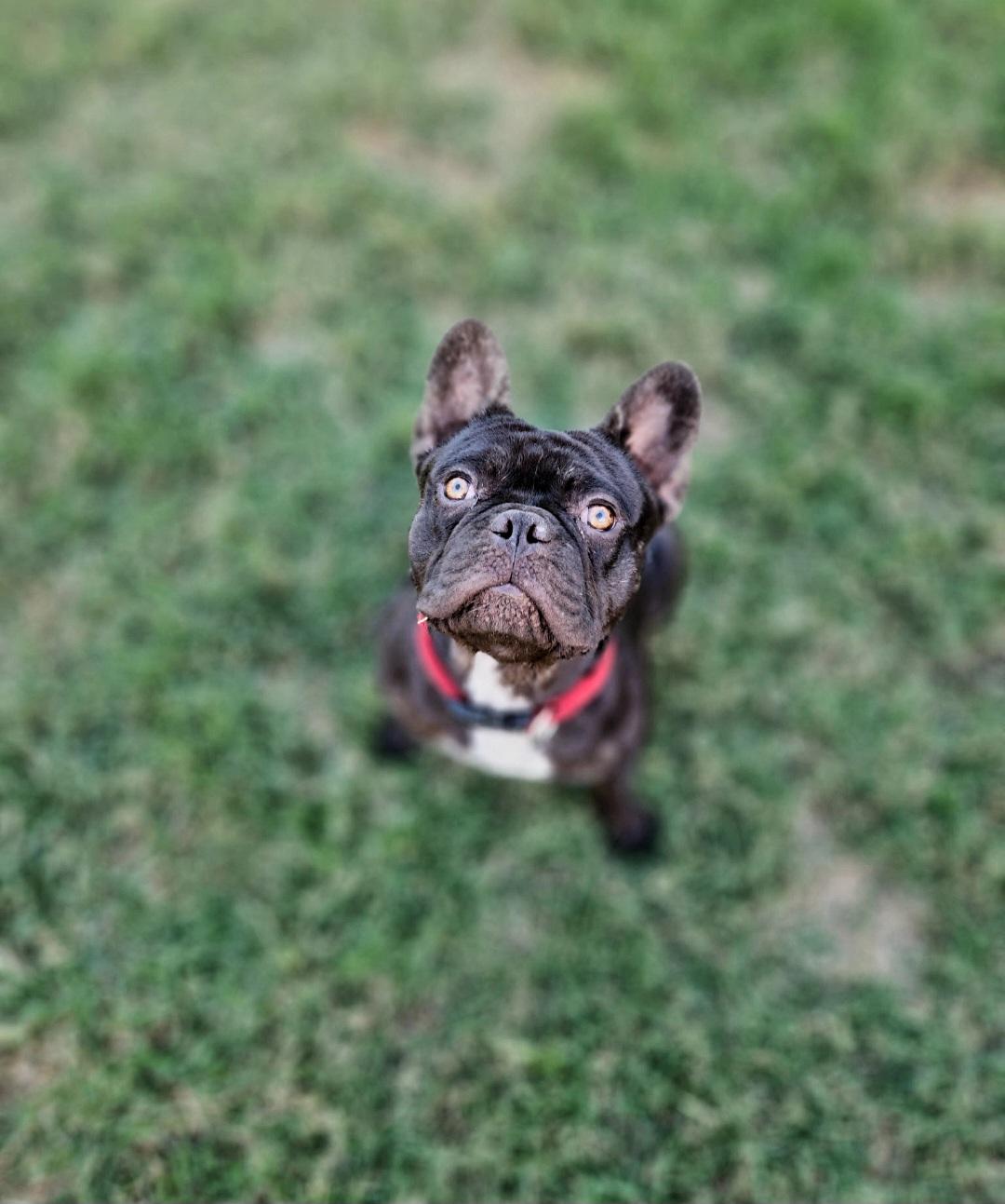 Enlarge Rolo - chocolate , a Adoptable French Bulldog in Huntington Beach, CA image 3/5